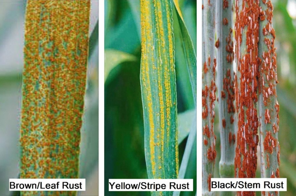 rust in wheat